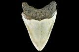 Fossil Megalodon Tooth - North Carolina #109817-2